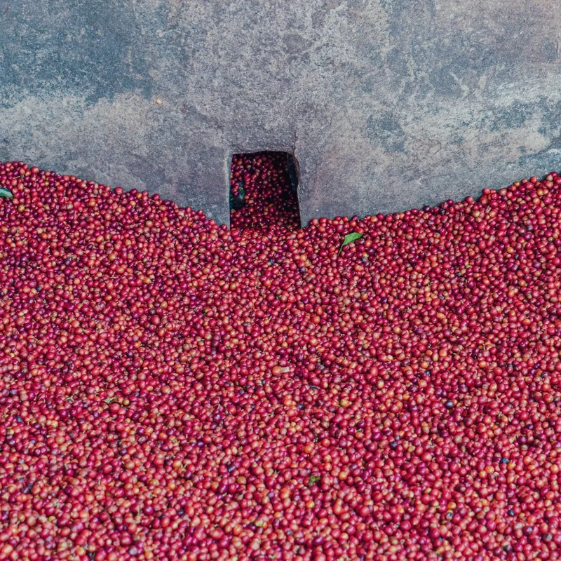 Kenia AA Women in Coffee