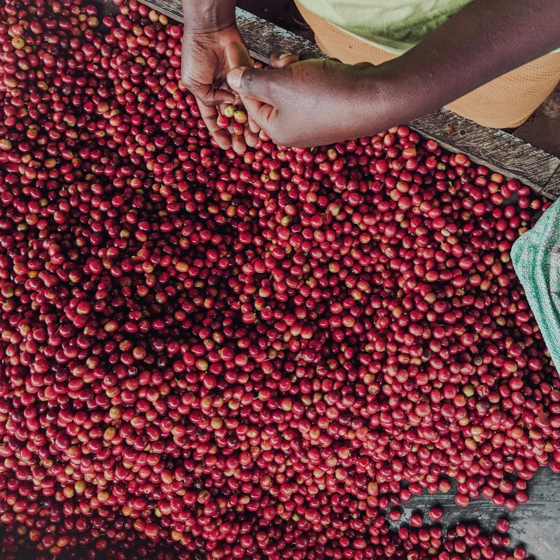 Kenia AA Women in Coffee