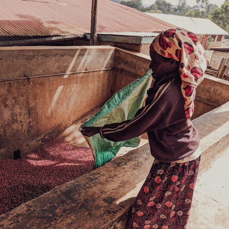 Kenia AA Women in Coffee