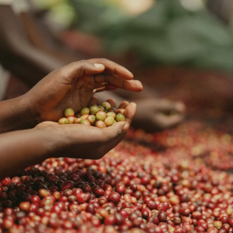 Sommerkaffee 2026 – Ruanda Muhondo – Natural