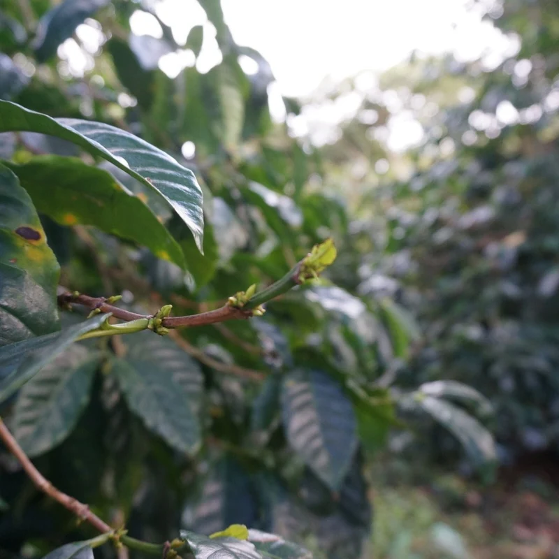 EL SALVADOR FINCA EL COROZO HONEY – ANNAS TIPP SEPTEMBER 2026