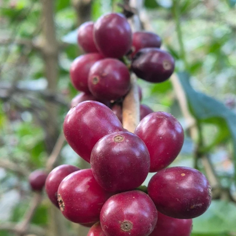 EL SALVADOR FINCA EL COROZO HONEY – ANNAS TIPP SEPTEMBER 2026